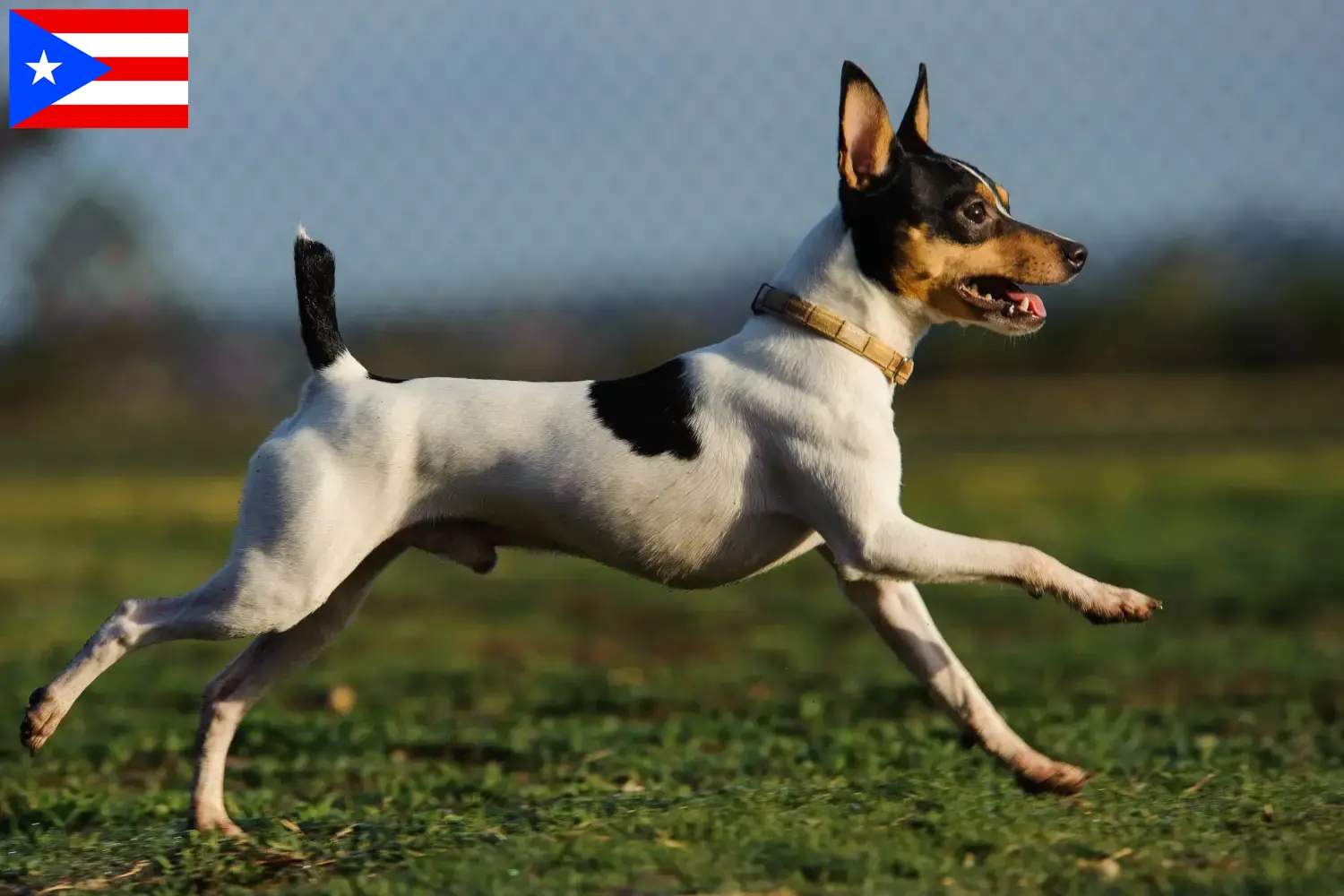 Read more about the article American Toy Terrier breeders and puppies in Puerto Rico