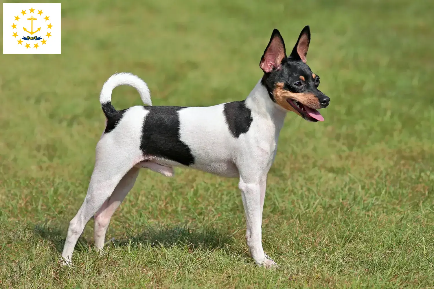 Read more about the article American Toy Terrier Breeders and Puppies in Rhode Island