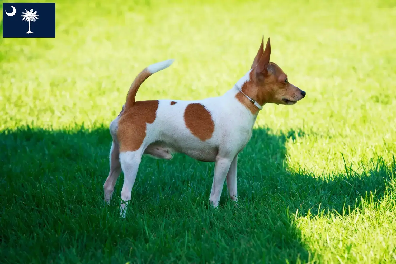 Read more about the article American Toy Terrier breeders and puppies in South Carolina