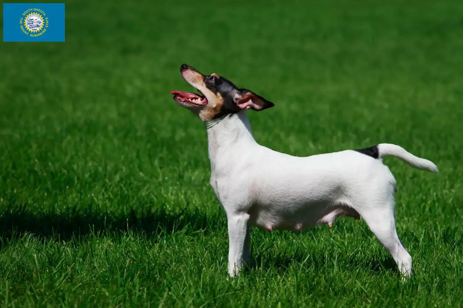 Read more about the article American Toy Terrier Breeders and Puppies in South Dakota