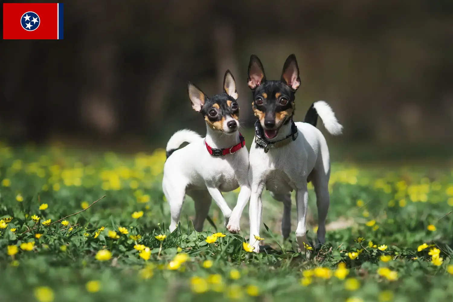 Read more about the article American Toy Terrier breeders and puppies in Tennessee