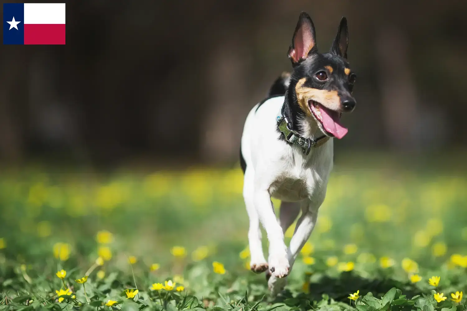 Read more about the article American Toy Terrier breeders and puppies in Texas