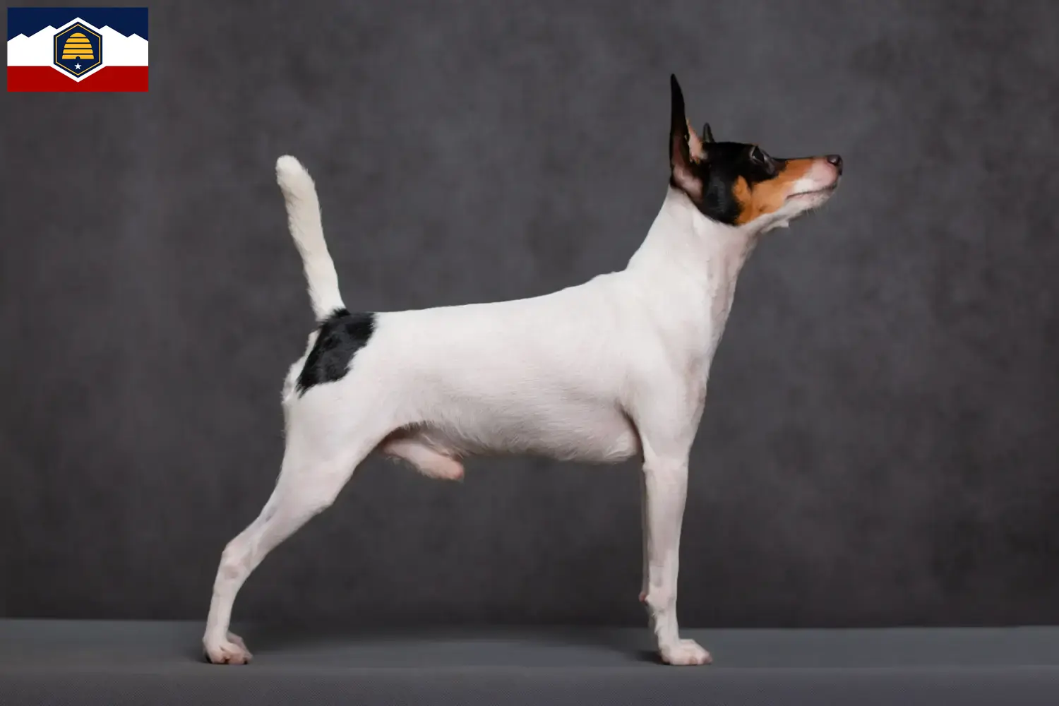 Read more about the article American Toy Terrier breeders and puppies in Utah