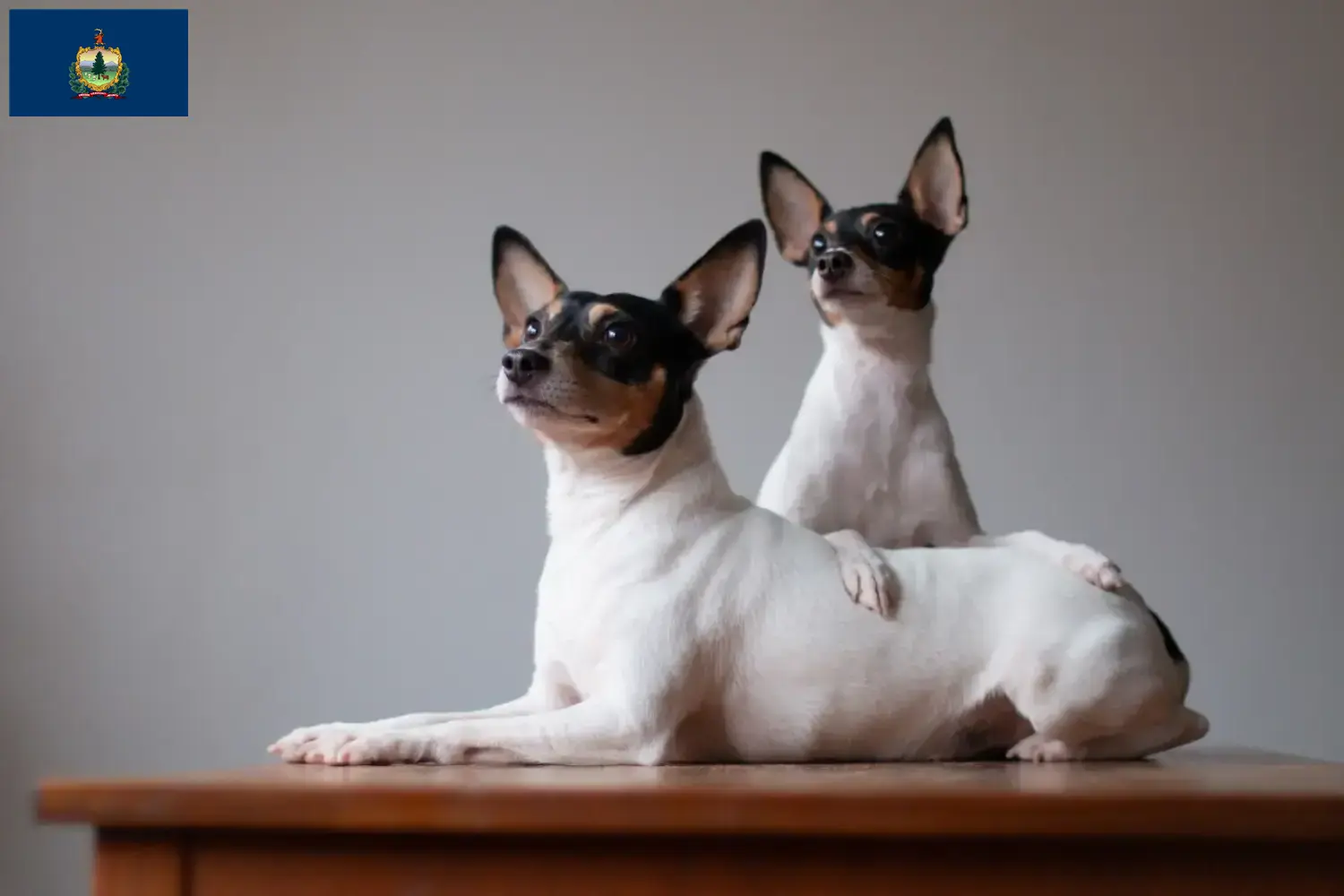 Read more about the article American Toy Terrier breeders and puppies in Vermont
