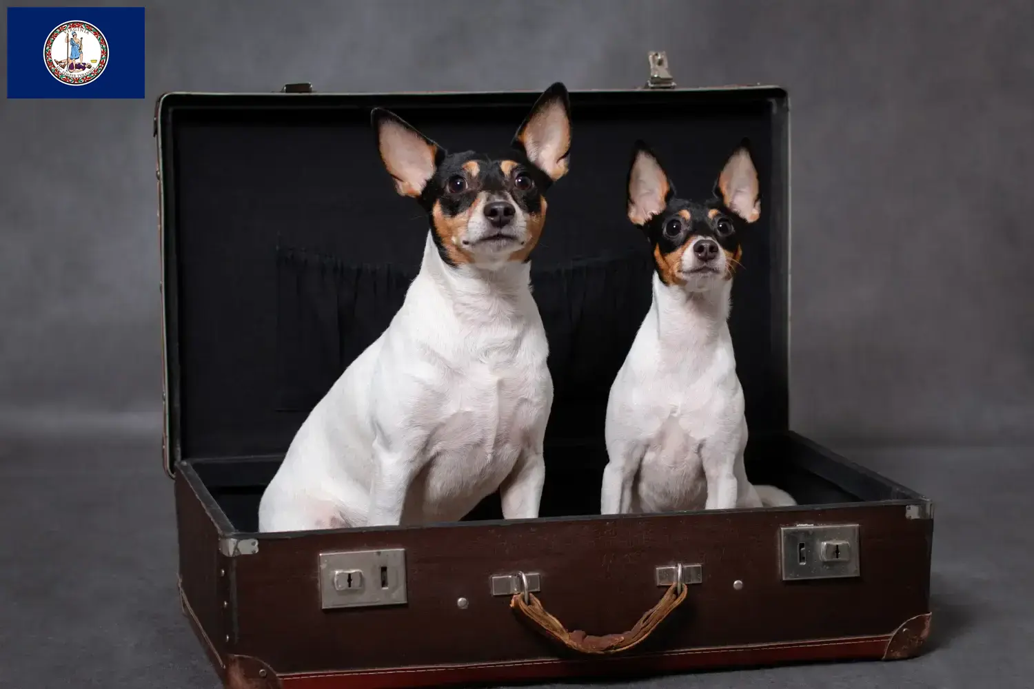 Read more about the article American Toy Terrier breeders and puppies in Virginia