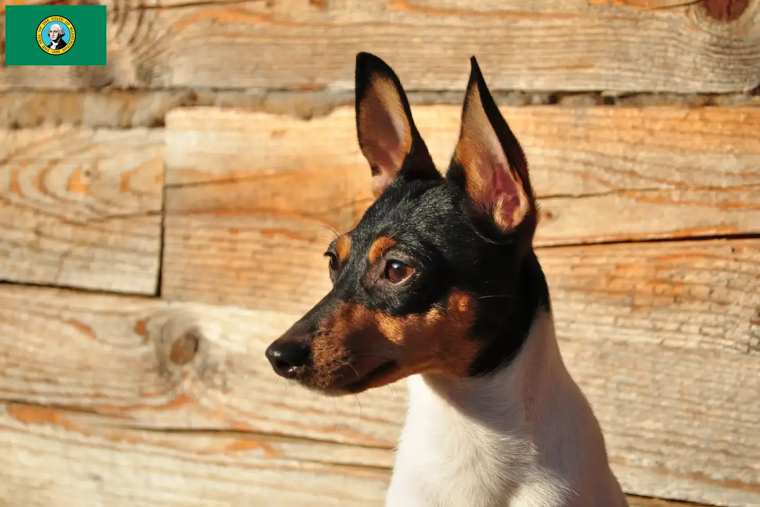 Read more about the article American Toy Terrier breeders and puppies in Washington