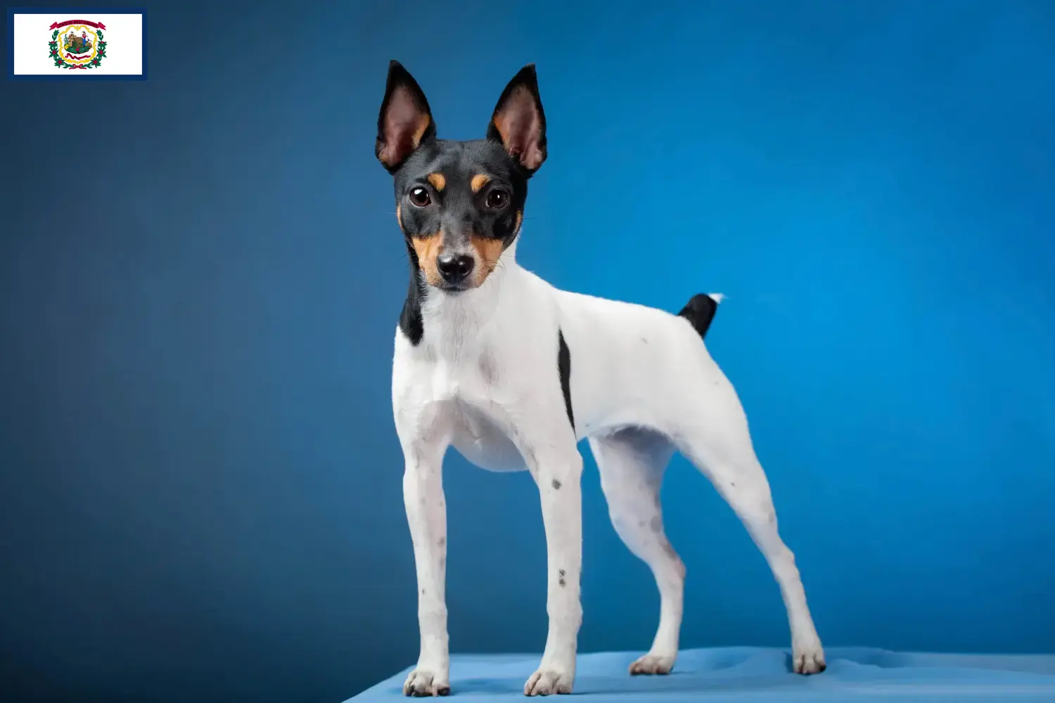 Read more about the article American Toy Terrier breeders and puppies in West Virginia