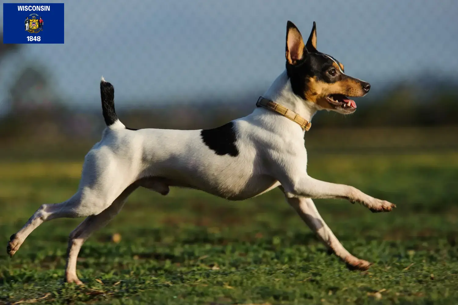 Read more about the article American Toy Terrier breeders and puppies in Wisconsin