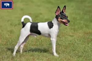 Read more about the article American Toy Terrier breeders and puppies in Wyoming