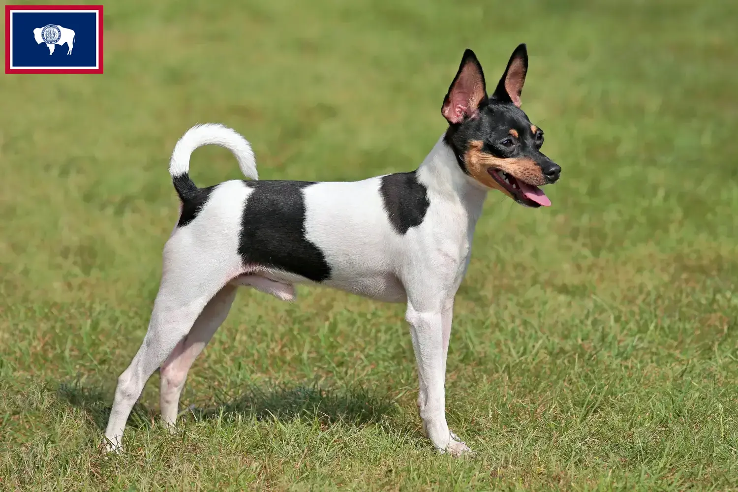 Read more about the article American Toy Terrier breeders and puppies in Wyoming