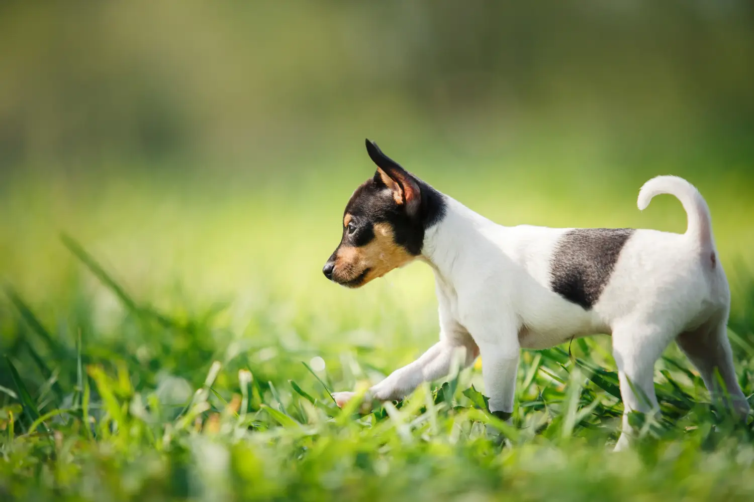 Buying an American Toy Terrier puppy means taking responsibility! Buy American Toy Terrier puppies.