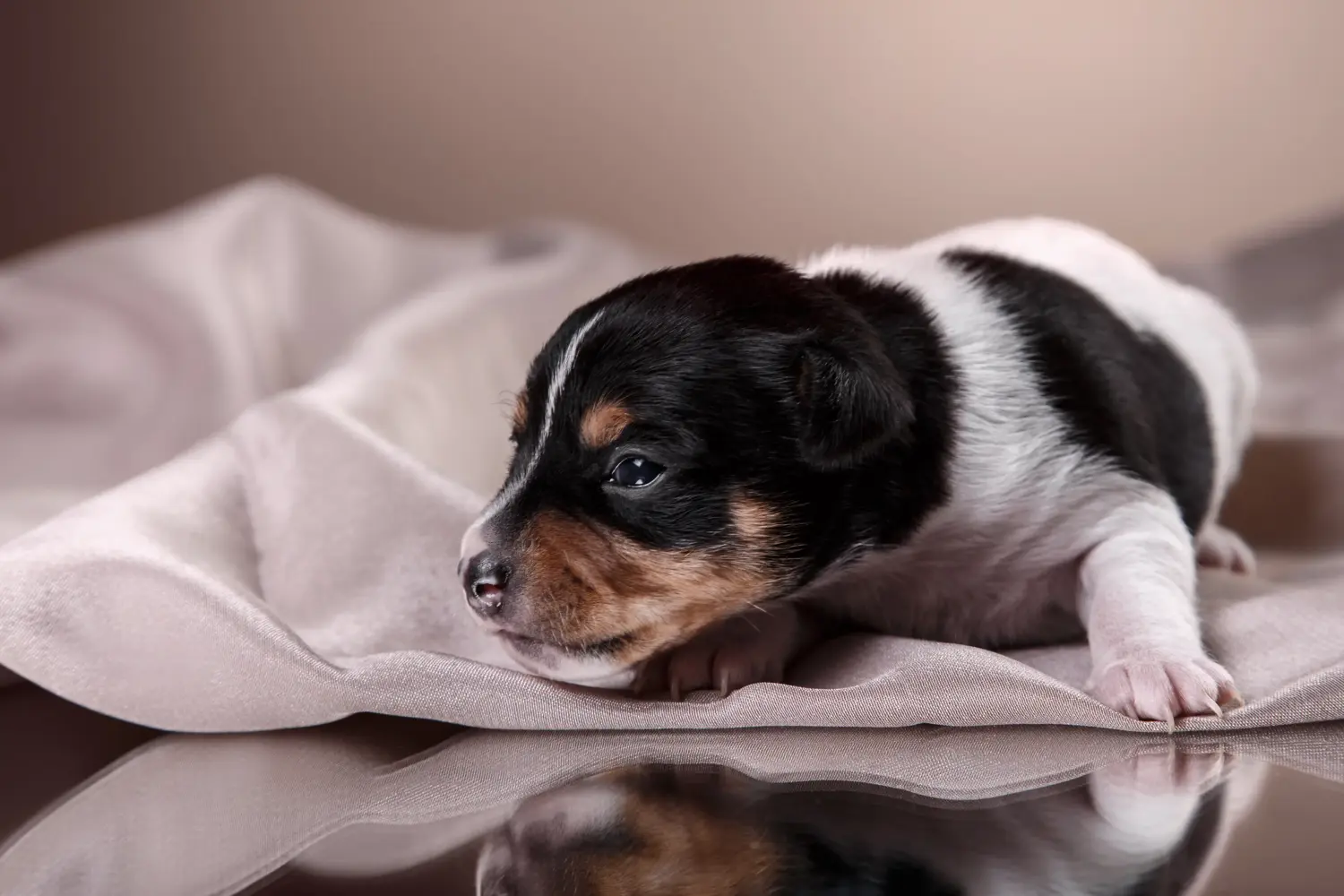 Buying an American Toy Terrier puppy means taking responsibility! Buy American Toy Terrier puppies.