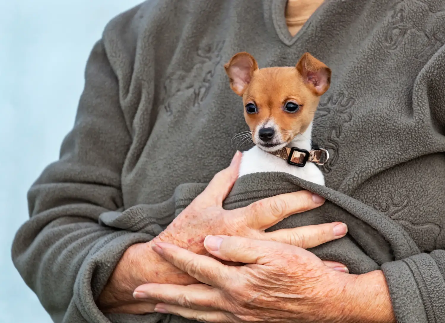 Buying an American Toy Terrier puppy means taking responsibility! Buy American Toy Terrier puppies.