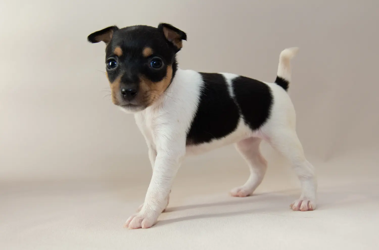 Buying an American Toy Terrier puppy means taking responsibility! Buy American Toy Terrier puppies.