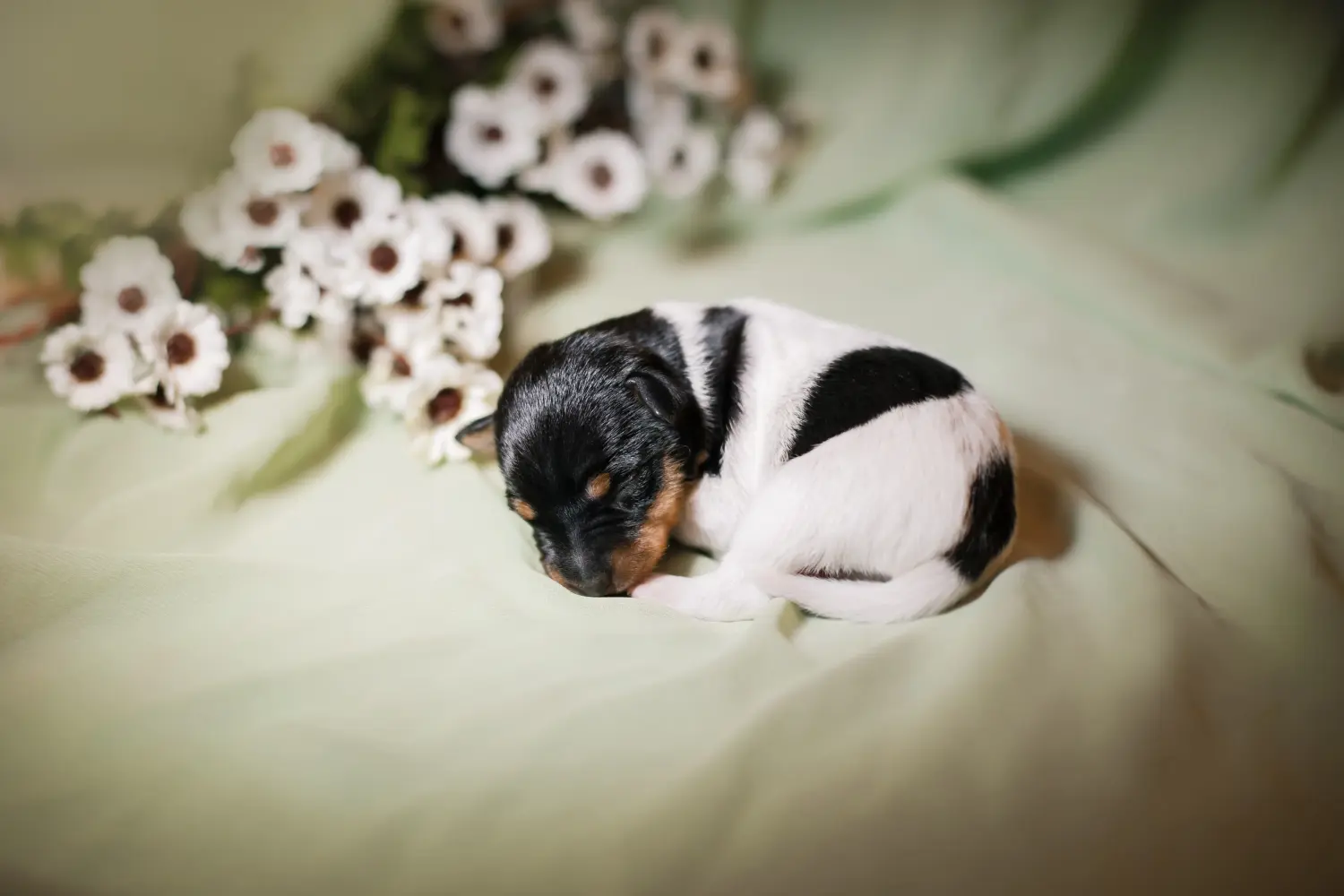 Buying an American Toy Terrier puppy means taking responsibility! Buy American Toy Terrier puppies.