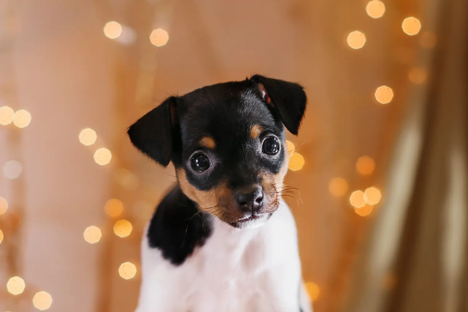 Buying an American Toy Terrier puppy means taking responsibility! Buy American Toy Terrier puppies.