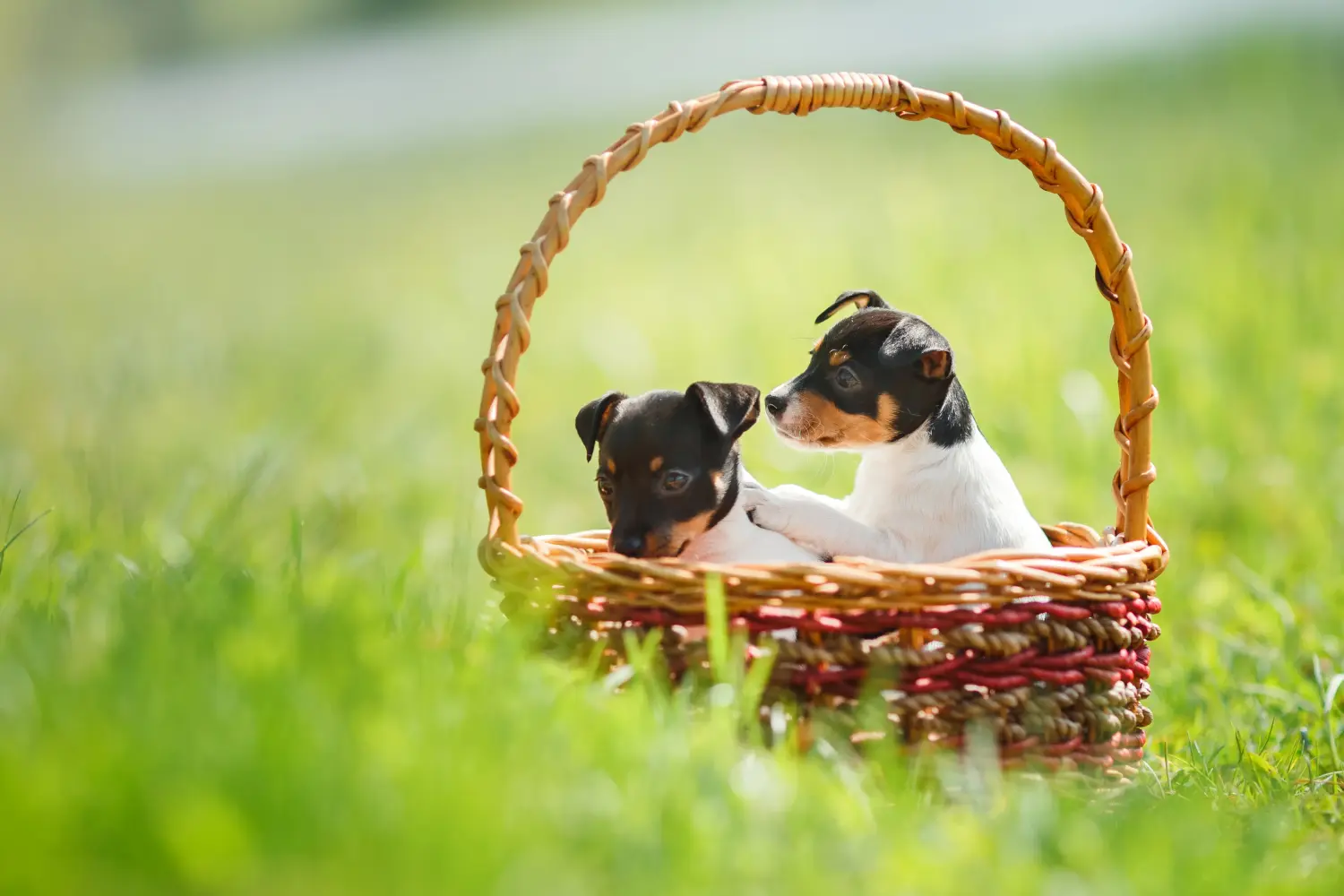 Buying an American Toy Terrier puppy means taking responsibility! Buy American Toy Terrier puppies.