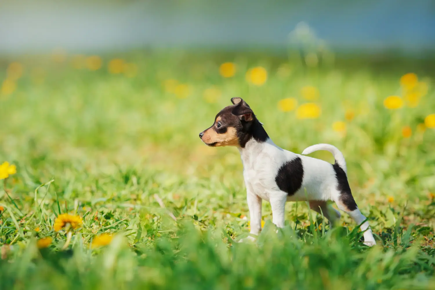Buying an American Toy Terrier puppy means taking responsibility! Buy American Toy Terrier puppies.