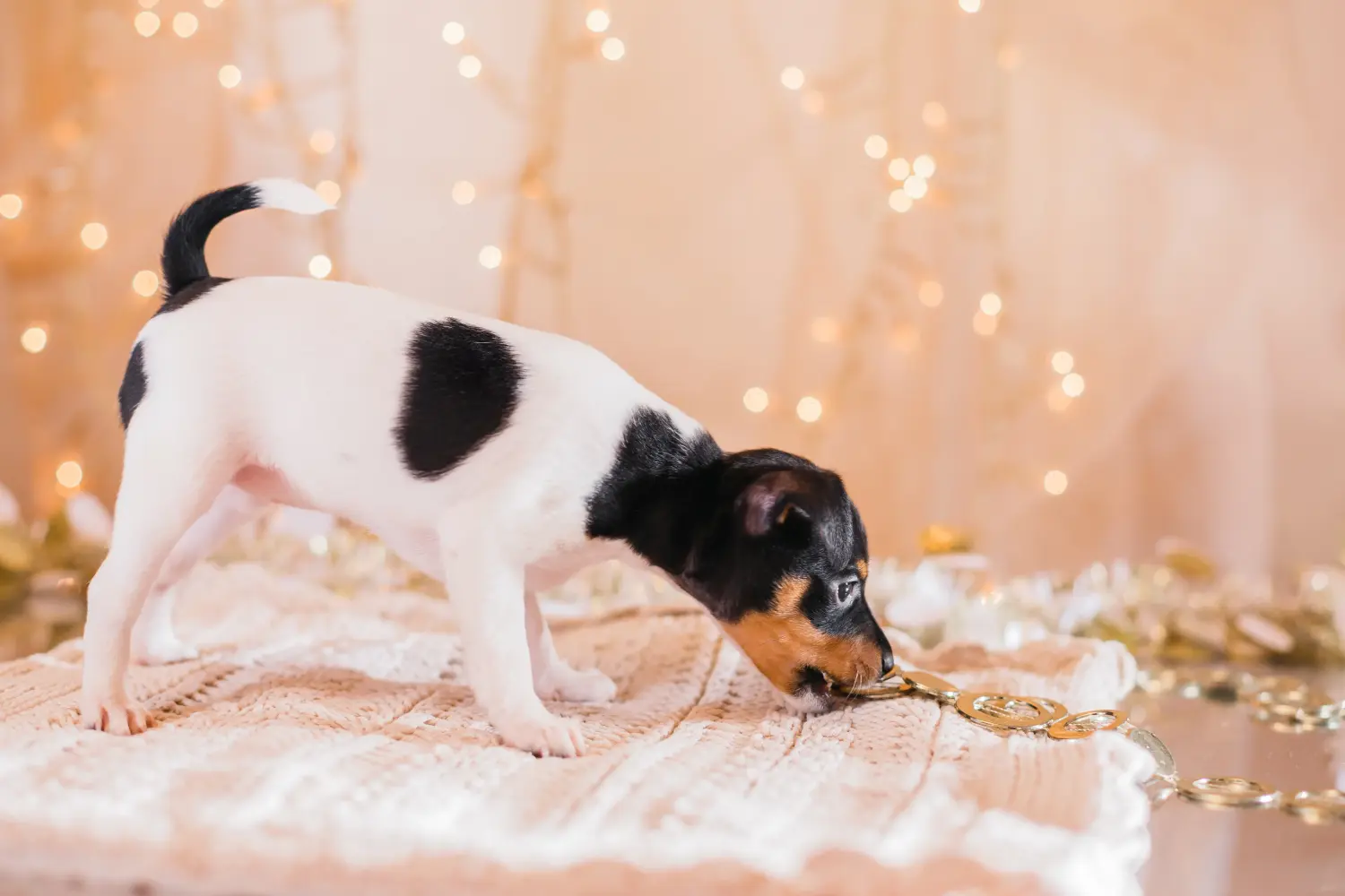 Buying an American Toy Terrier puppy means taking responsibility! Buy American Toy Terrier puppies.