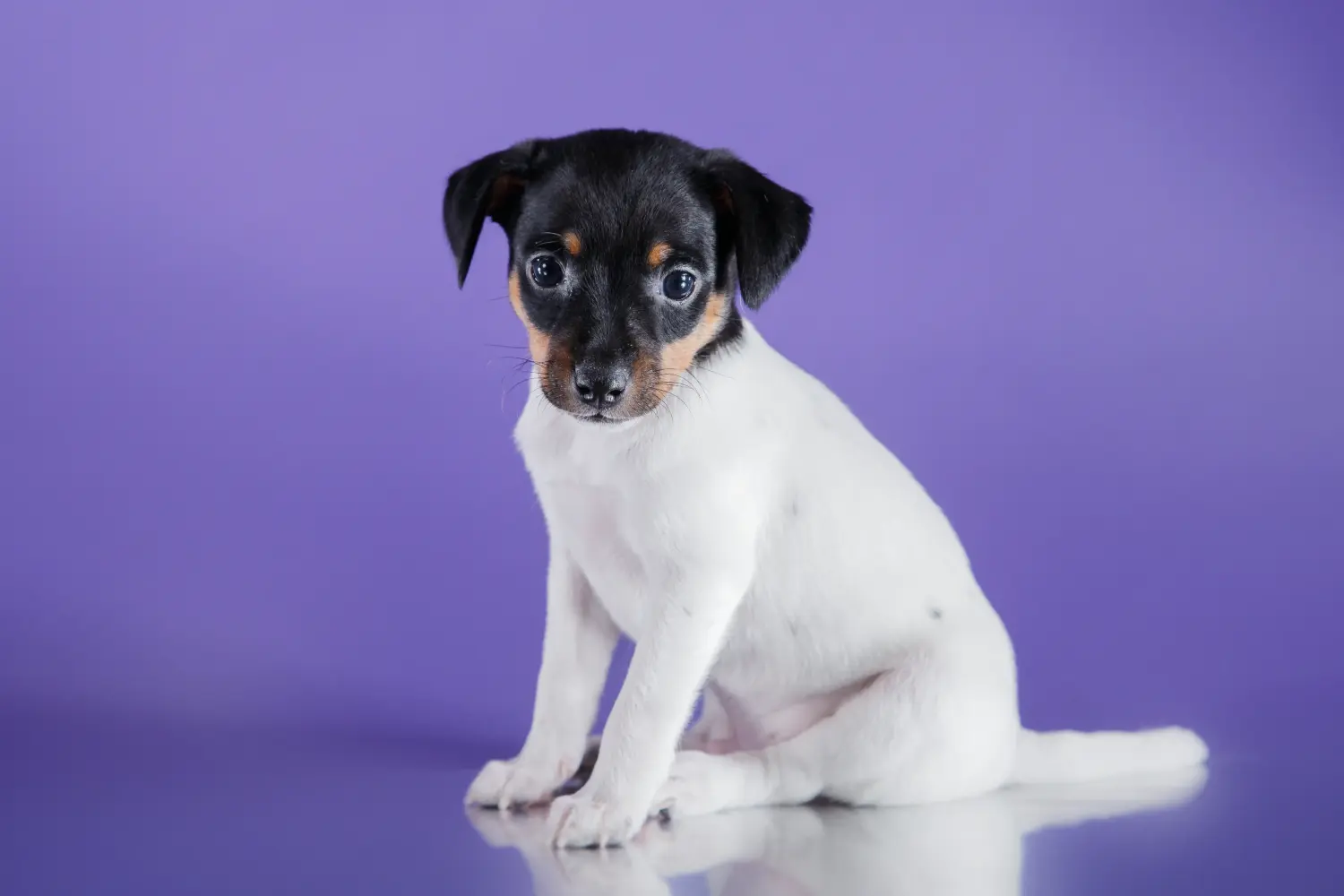 Buying an American Toy Terrier puppy means taking responsibility! Buy American Toy Terrier puppies.