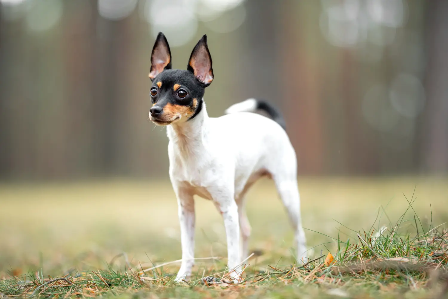 Buying an American Toy Terrier puppy means taking responsibility! Buy American Toy Terrier puppies.