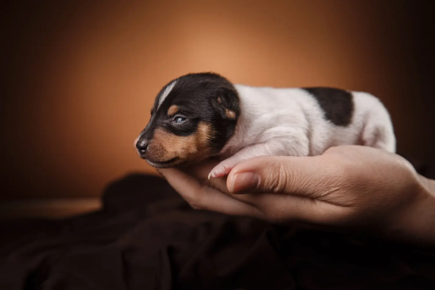 Buying an American Toy Terrier puppy means taking responsibility! Buy American Toy Terrier puppies.