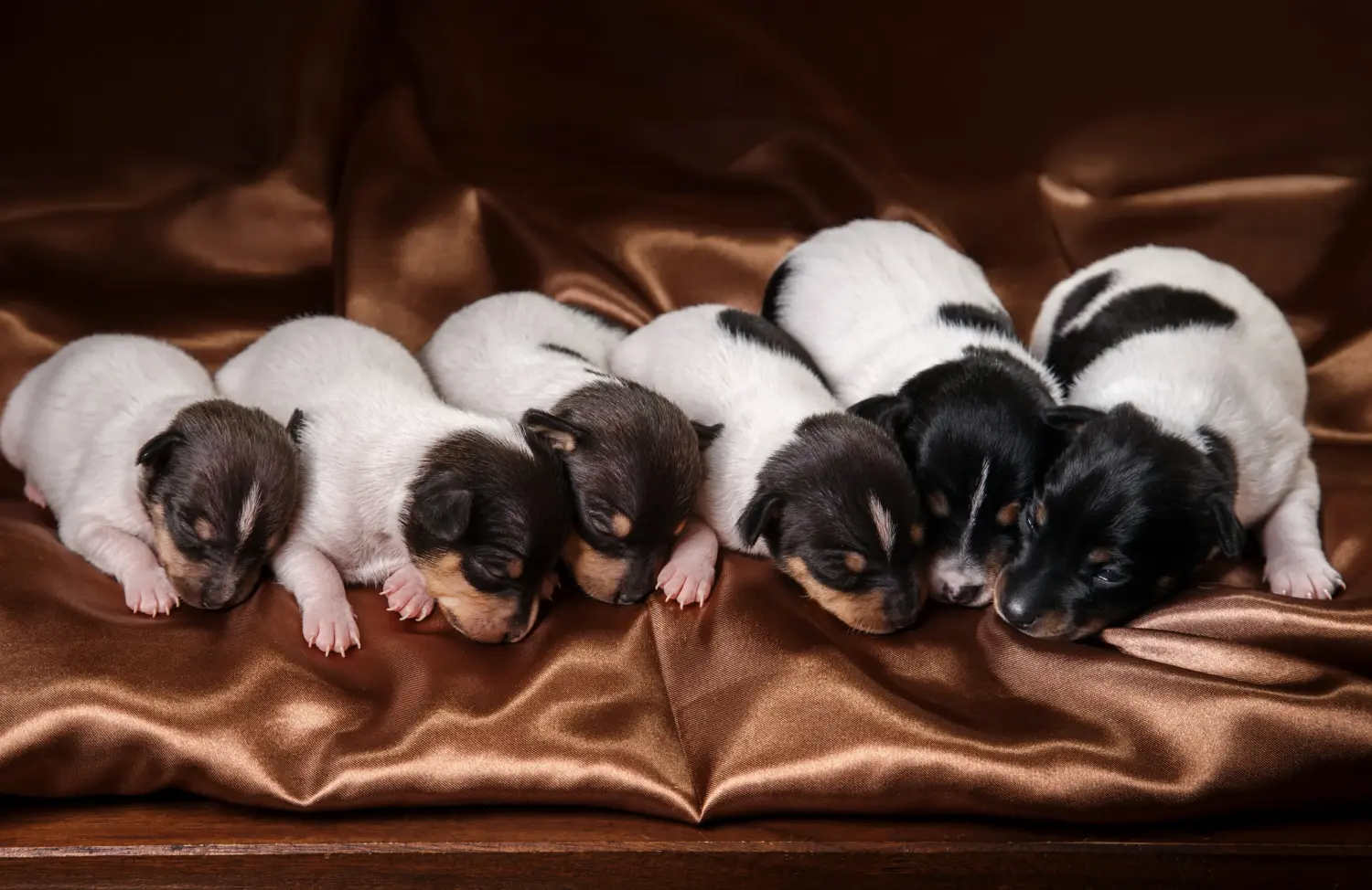 Buying an American Toy Terrier puppy means taking responsibility! Buy American Toy Terrier puppies.
