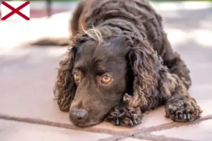 Read more about the article American Water Spaniel breeders and puppies in Alabama