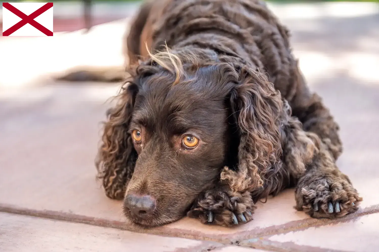 American Water Spaniel puppies and breeders Alabama Find American Water Spaniels breeders in Alabama here.