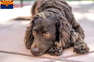 Read more about the article American Water Spaniel breeders and puppies in Arizona