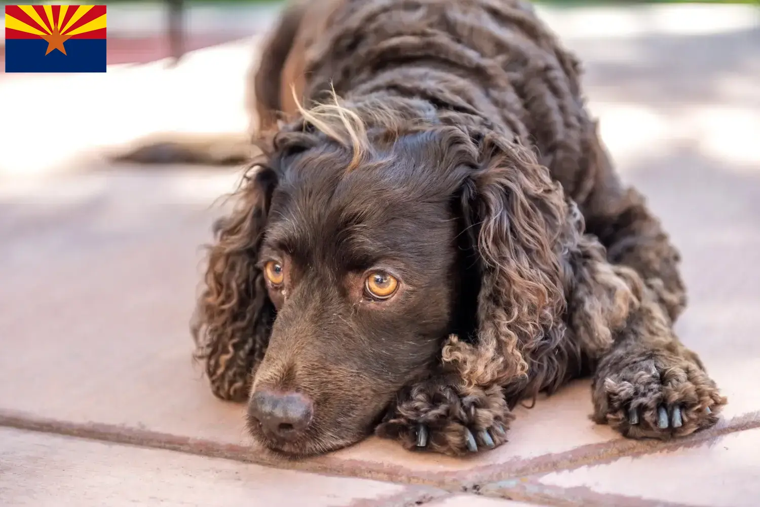 American Water Spaniel puppies and breeder Arizona Find American Water Spaniels breeders in Arizona.