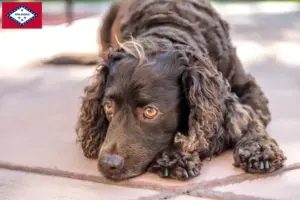 Read more about the article American Water Spaniel breeders and puppies in Arkansas
