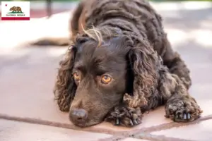 Read more about the article American Water Spaniel breeders and puppies in California