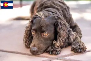 Read more about the article American Water Spaniel breeders and puppies in Colorado