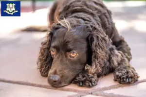 Read more about the article American Water Spaniel breeders and puppies in Connecticut