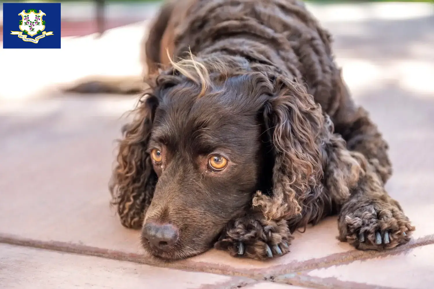 American Water Spaniel puppies and breeders Connecticut Find American Water Spaniels breeders in Connecticut.