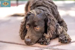 Read more about the article American Water Spaniel breeders and puppies in Delaware