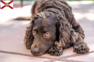 Read more about the article American Water Spaniel breeders and puppies in Florida