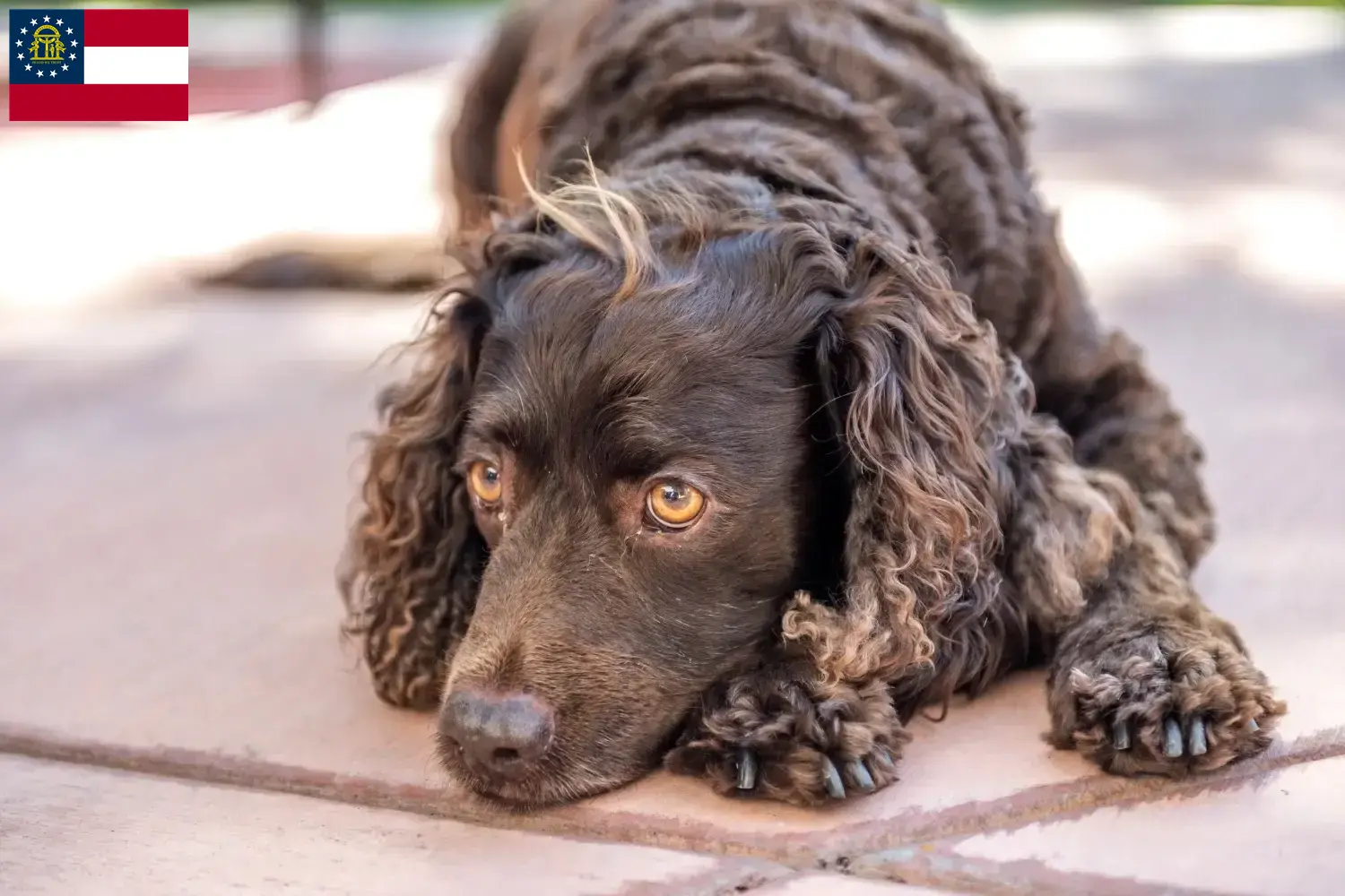 American Water Spaniel puppies and breeders Georgia Find American Water Spaniels breeders in Georgia.