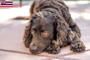 Read more about the article American Water Spaniel breeders and puppies in Hawaii