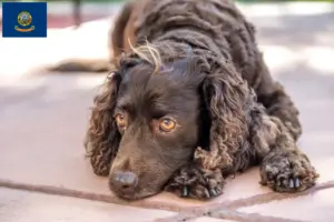 Read more about the article American Water Spaniel breeders and puppies in Idaho
