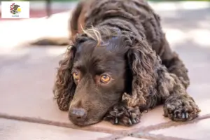 Read more about the article American Water Spaniel breeders and puppies in Illinois