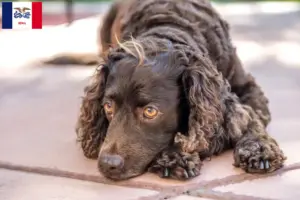 Read more about the article American Water Spaniel breeders and puppies in Iowa