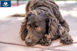 Read more about the article American Water Spaniel breeders and puppies in Louisiana