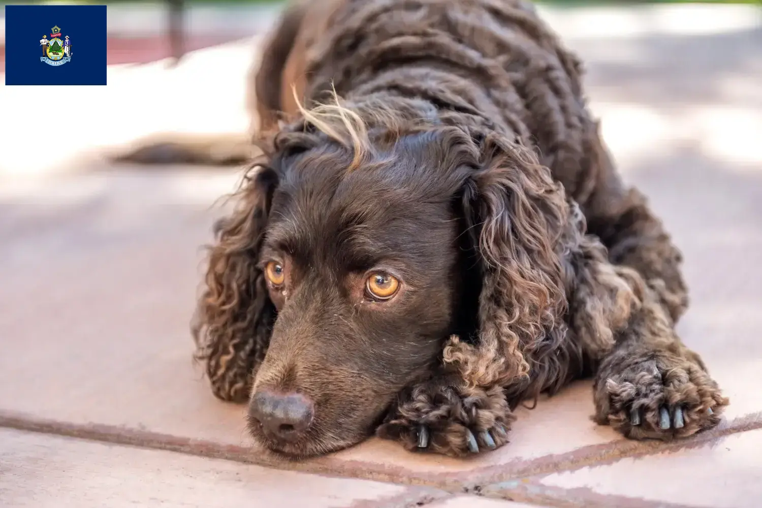 American Water Spaniel puppies and breeders Maine Find American Water Spaniels breeders in Maine here.