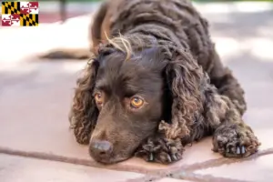 Read more about the article American Water Spaniel breeders and puppies in Maryland
