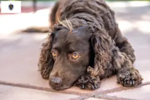Read more about the article American Water Spaniel breeders and puppies in Massachusetts