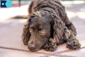 Read more about the article American Water Spaniel breeders and puppies in Minnesota