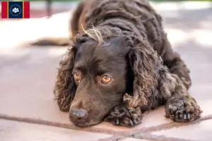 Read more about the article American Water Spaniel breeders and puppies in Mississippi