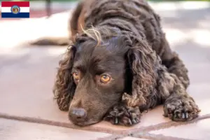 Read more about the article American Water Spaniel breeders and puppies in Missouri
